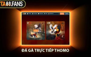 Đá Gà Trực Tiếp Thomo