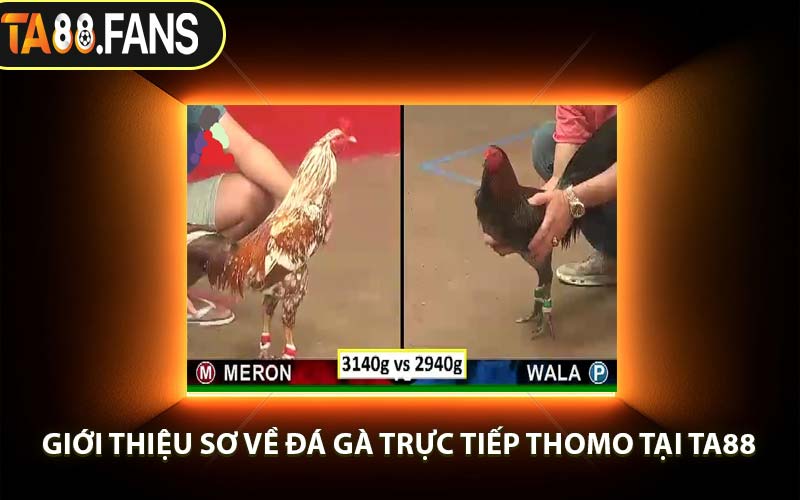 Giới Thiệu Sơ Về Đá Gà Trực Tiếp Thomo Tại TA88