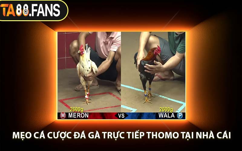 Mẹo Cá Cược Đá Gà Trực Tiếp Thomo Tại Nhà Cái
